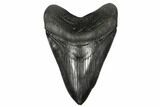 Black, Fossil Megalodon Tooth - South Carolina #182966-1